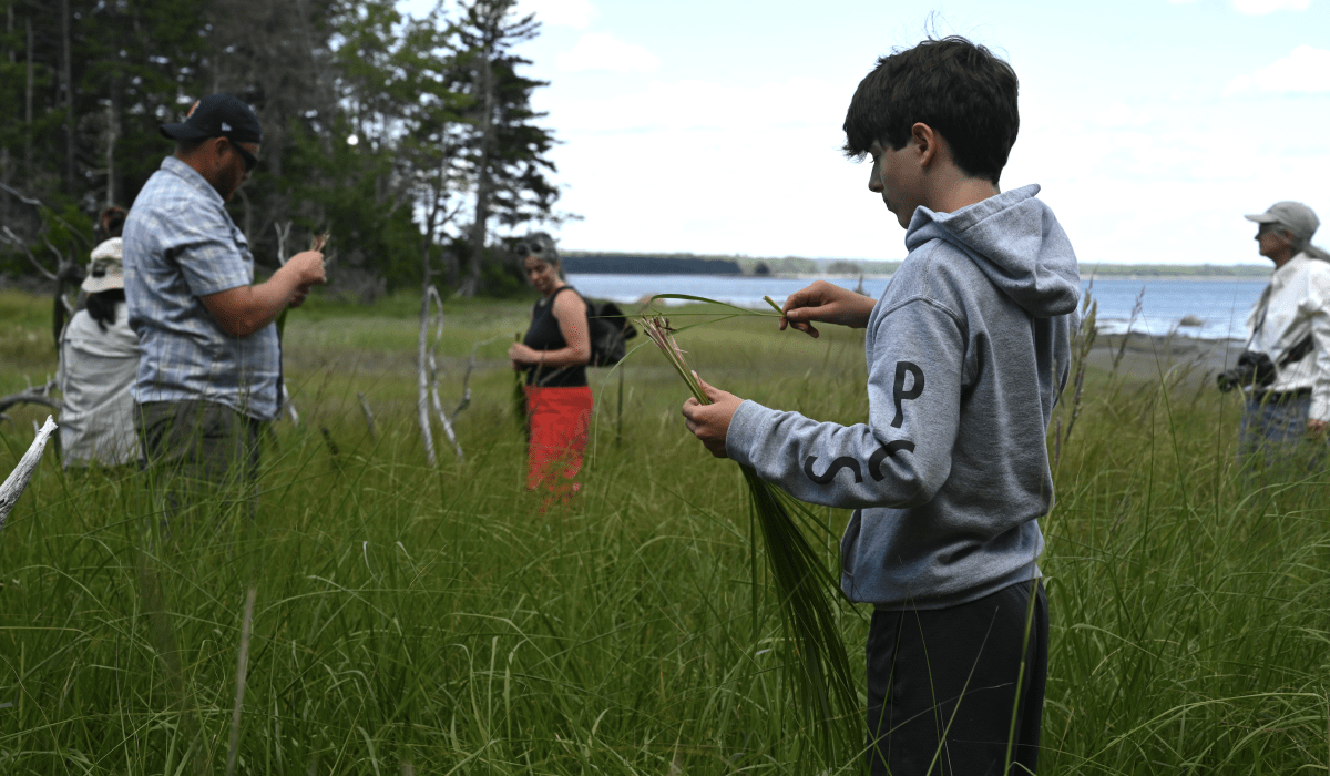 A Wabanaki group spanning three or four generations harvests sweetgrass. The marsh is bordered by pines and spruce and beyond is open ocean and sky.