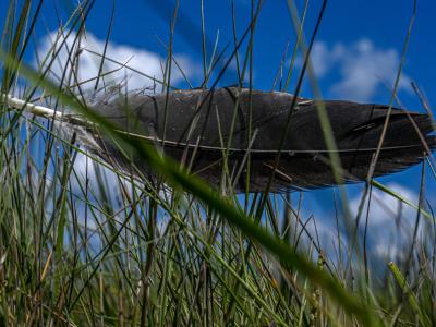 feather suspended in long grass
