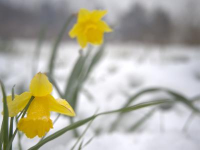 a bright pair of daffodils poke up in a snowy field on an overcast day