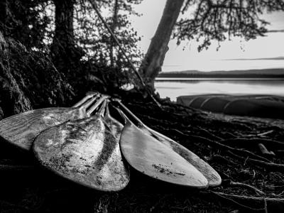 several paddles rest in a pile on the shore agains a rocky bank and overhanging hemlocks