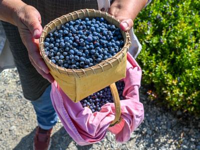basket with blueberries