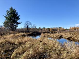 View of stream with wetland border and tall white pine tree in fall.