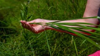 A close-up image of a person's hand, holding up sweetgrass they picked