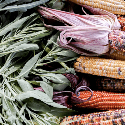 closeup photo of colorful cobs of dried corn and soft green fresh sage laying together in a shallow basket.